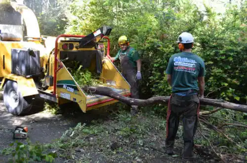 tree services Coal Creek